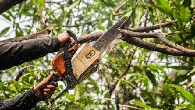 Selective trimming of tree branches