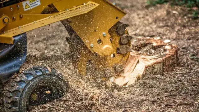 Stump grinder removing a tree stump