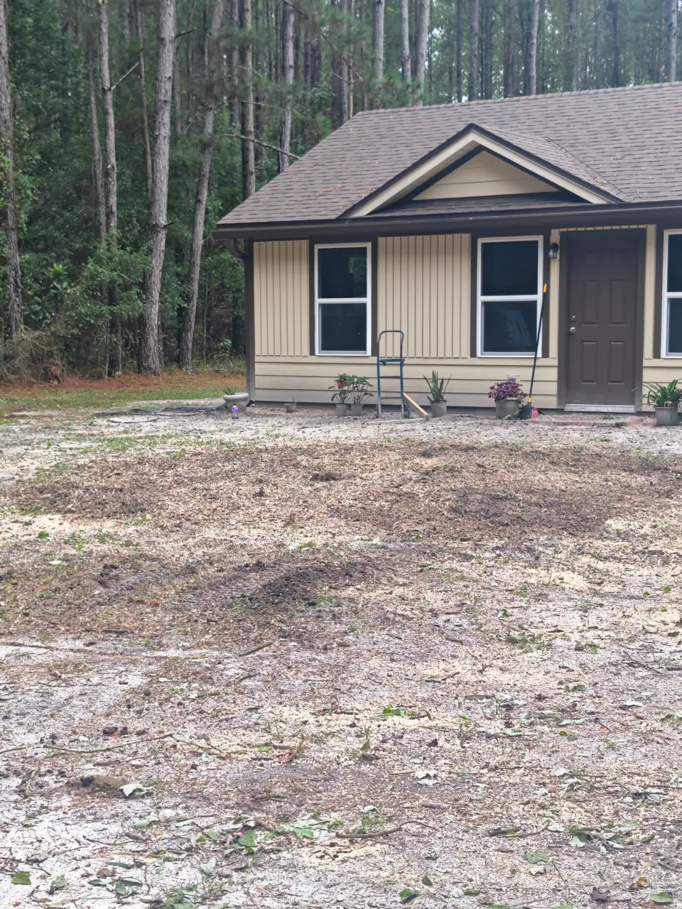 After grinding: wood chips across the area where the large stump stood