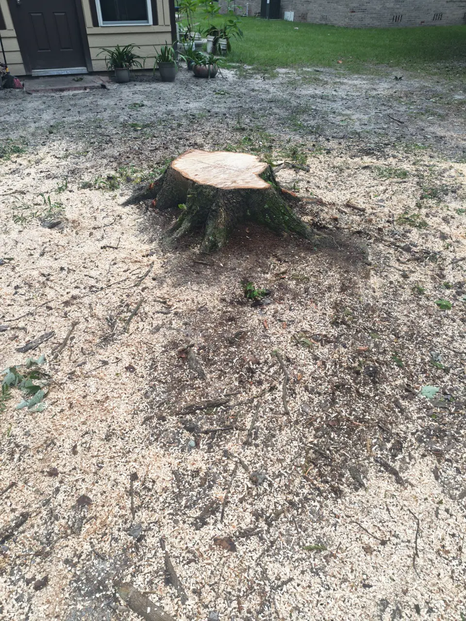 Before: large stump in the yard near a home