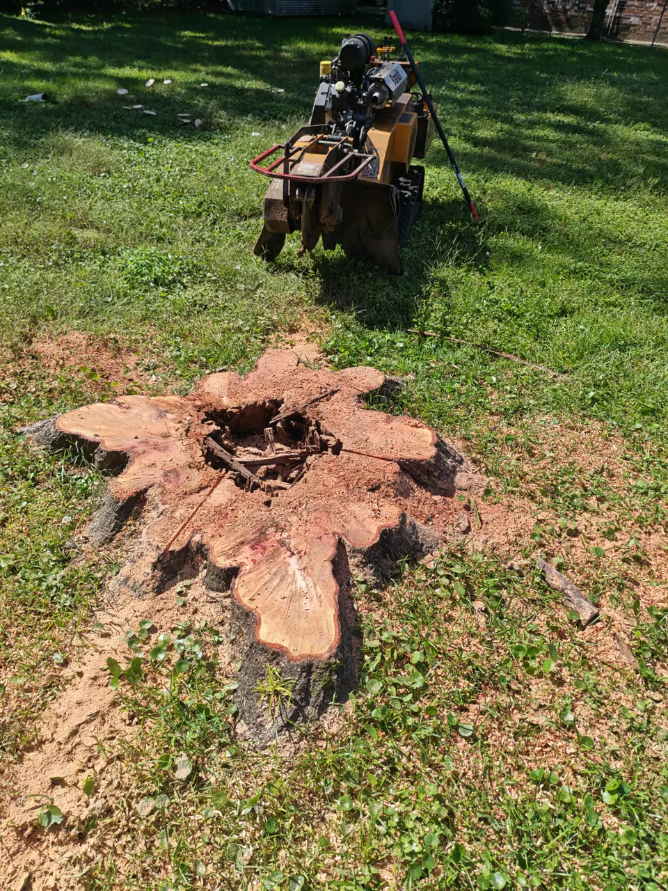 Large tree stump before grinding in a backyard