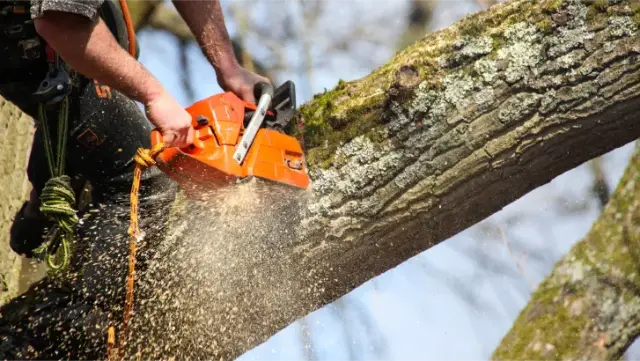 Tree removal with a chainsaw