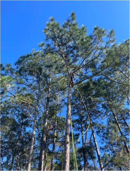 Tree work at height — Super Tree Services work gallery